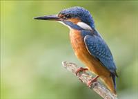 KLEPET NA NAJ POTI 2022 - POT ZELENE REGE V VODOMČEVEM GAJU