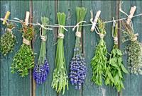 Odprtje narodopisne razstave "Pehtin cekr - čudežni poljub narave"