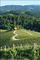 38. Kmečki praznik v Svečini