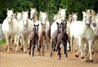 40. festival Turizmu pomaga lastna glava – Lipica, 12. maj 2026 - zbiranje prijav