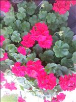 Rešimo težave na rastlinah